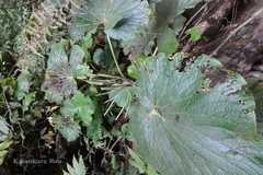 Lepianthes umbellata